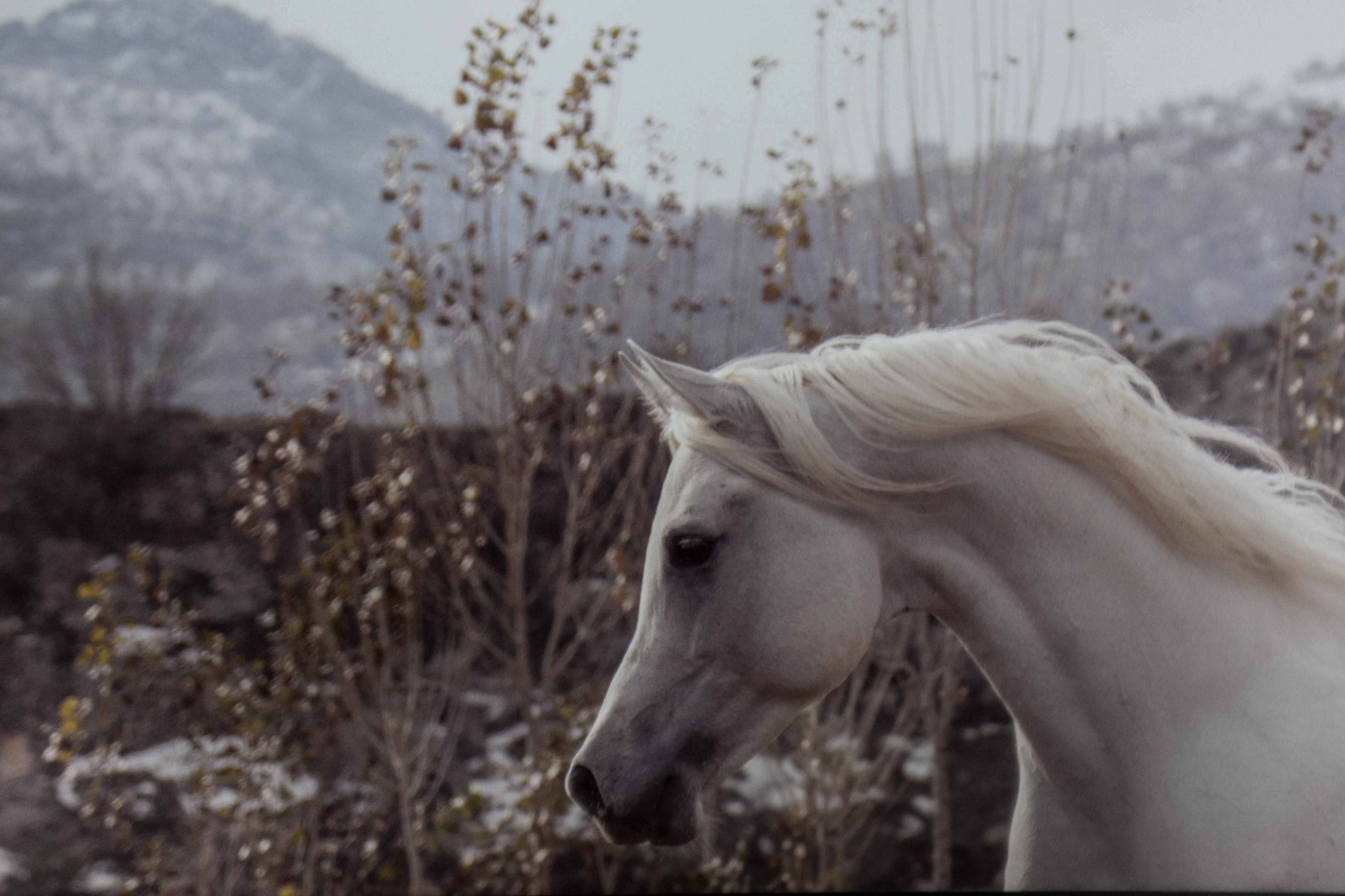 The Horses of Kurdistan recounts history through animals